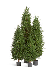 Кипарис Тауэр Элегант уличный