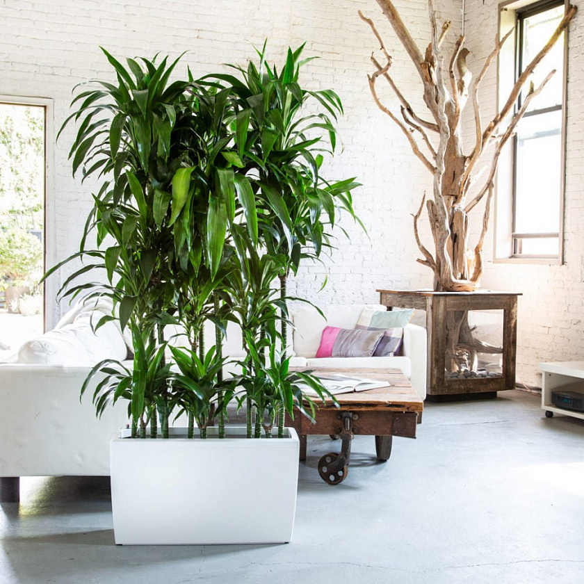 Драцена Джанет Крейг 4 ствола_1