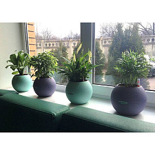 Кротон (Кодиеум) в кашпо Lechuza Puro Color_1