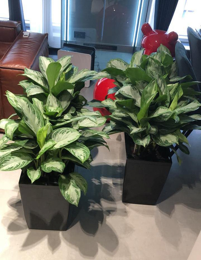 Композиция из аглаонем Сильвер Бей в кашпо Lechuza Сararo_