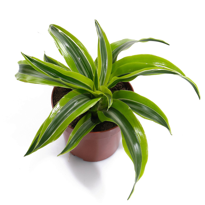 Драцена ассорти_