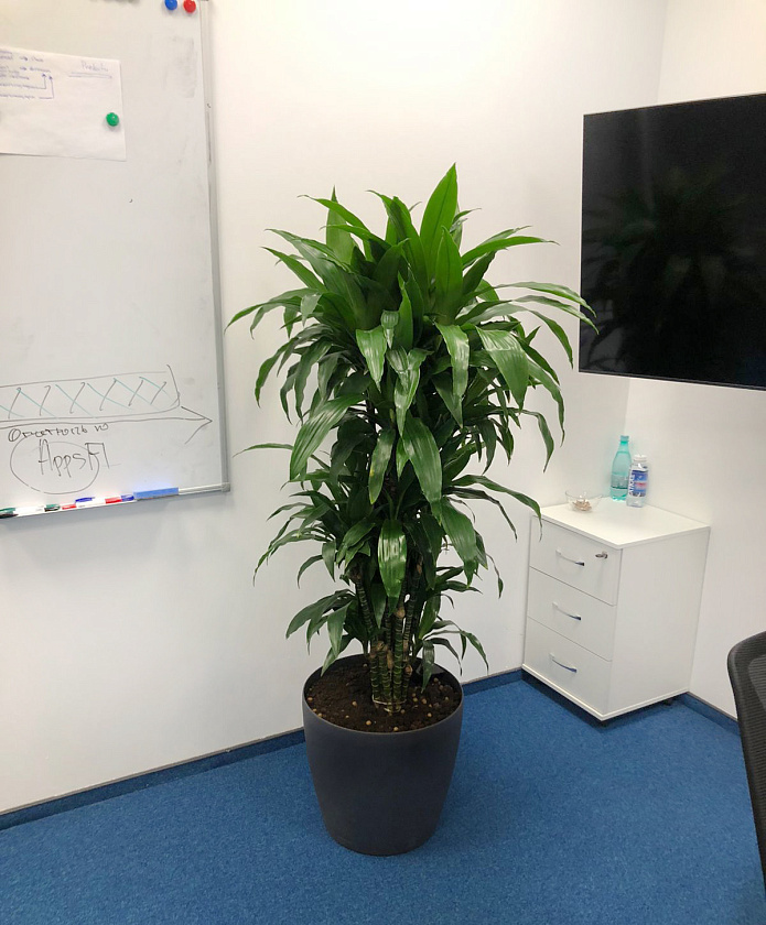 Драцена Джанет Крейг бранч в кашпо Lechuza Classico LS 43_