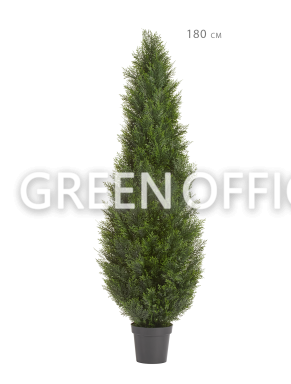 Туя Брабант пушистая уличная - Фото 3