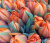 Тюльпаны двойные в ассортименте - Фото 6