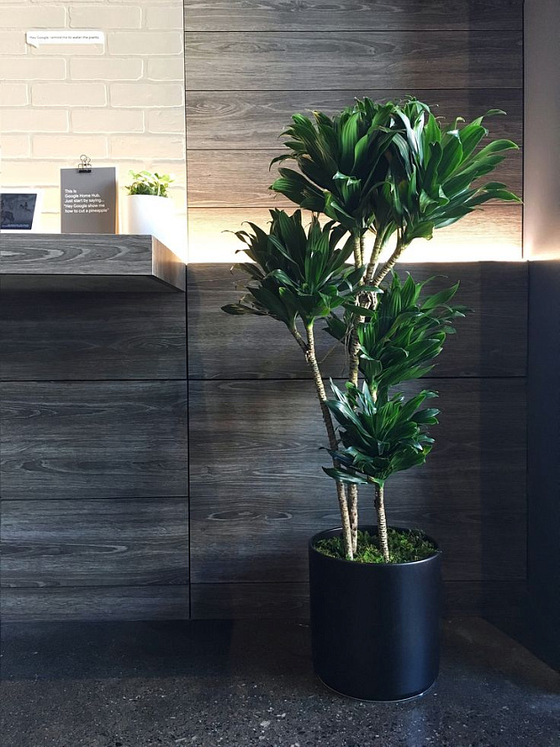 Драцена Компакта 3 ствола_