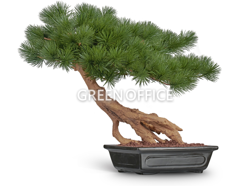 Бонсай стелющийся Сосна Японская белая Негиши в керамическом кашпо - Фото 1