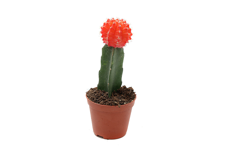 Гимнокалициум ассорти_