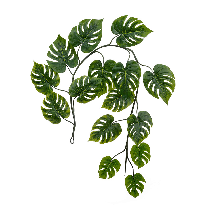 Монстера Giant лиана_