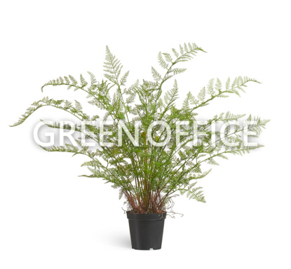 Папоротник Аспарагус куст нежно-зелёный в кашпо - Фото 1