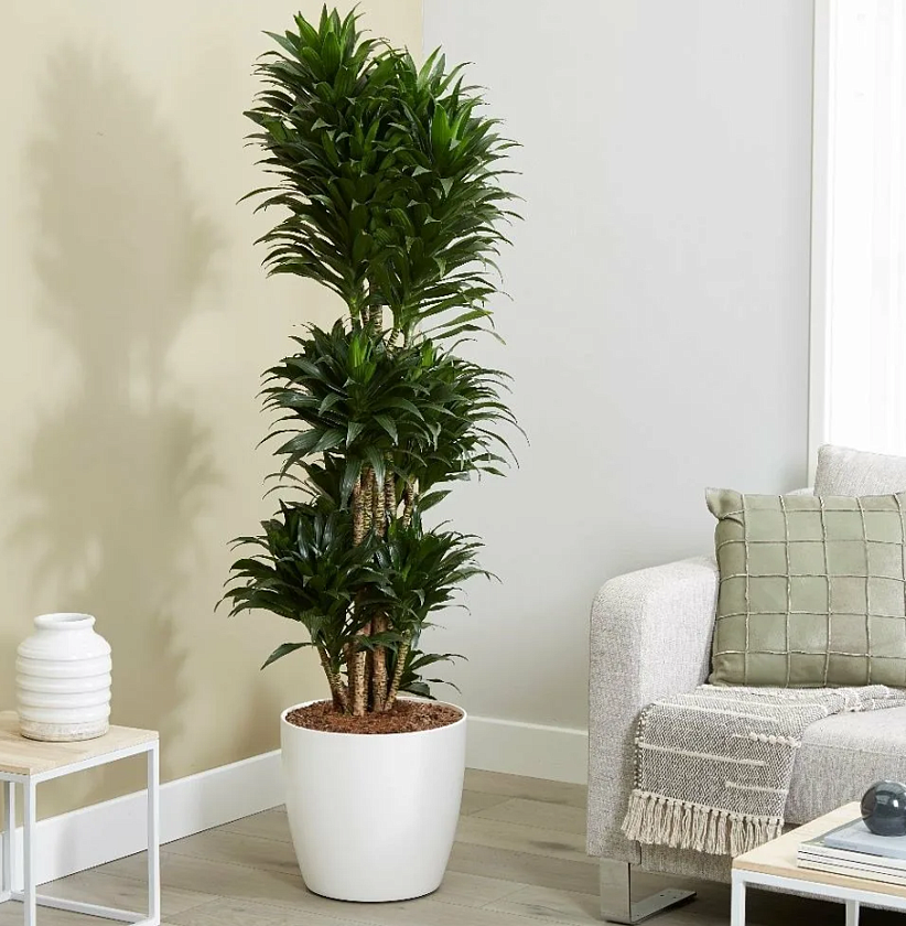 Драцена Компакта бранч_5