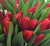 Тюльпаны в ассортименте - Фото 10