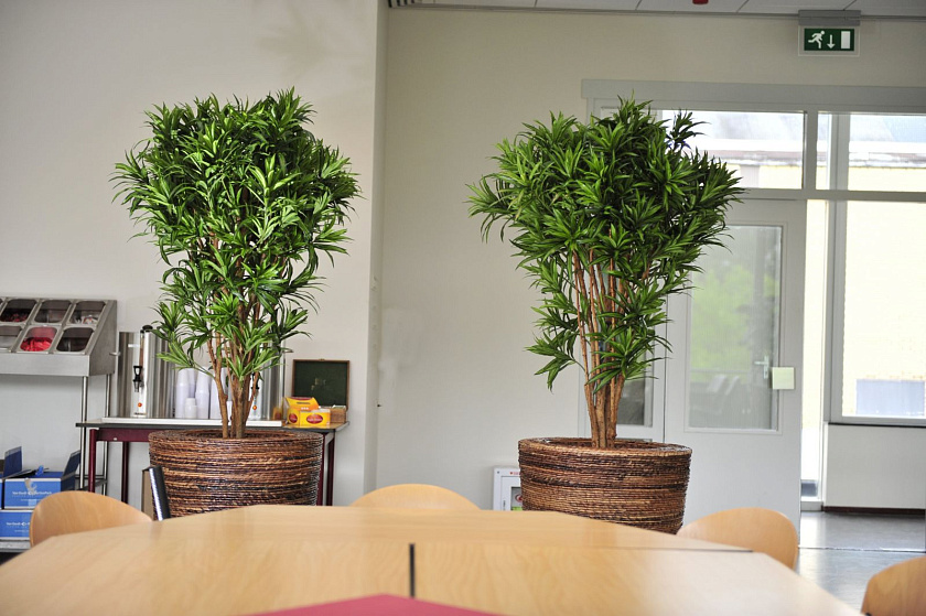 Драцена Песня Ямайки_9