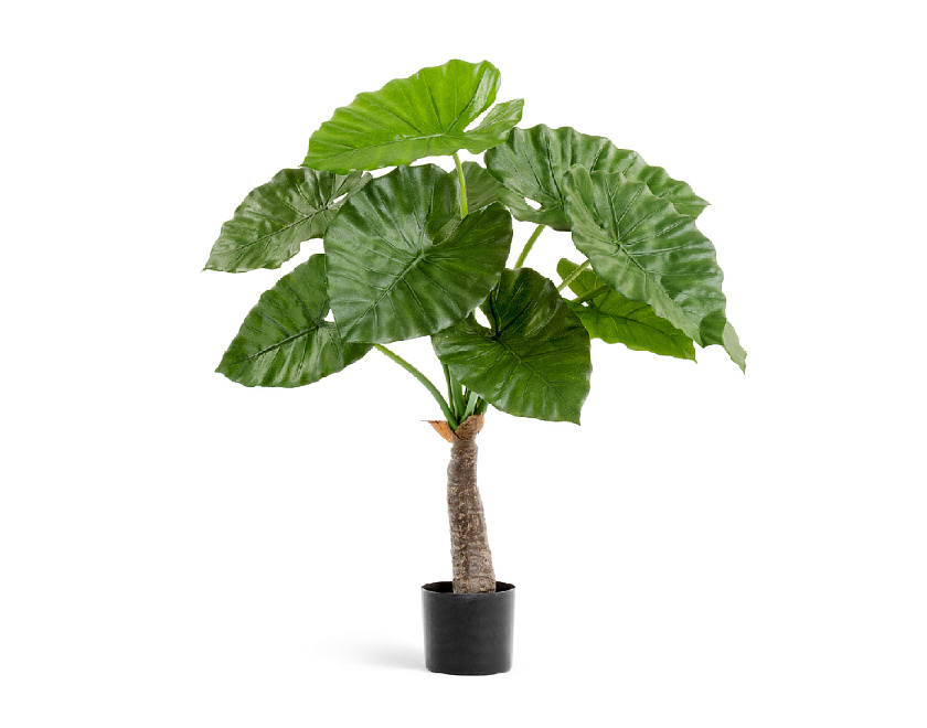 Алоказия Калидора_