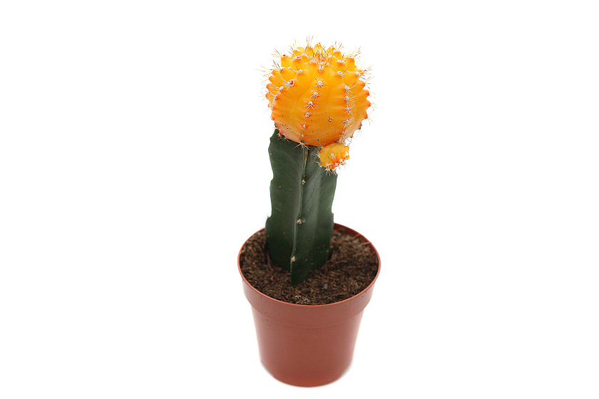 Гимнокалициум ассорти_1