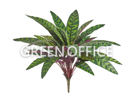 Калатея узколистная Лансифолия куст - Фото 1