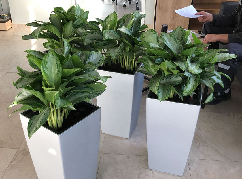 Аглаонемы Сильвер Бей в кашпо Lechuza Cubico 40_1