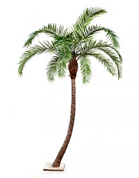 Финиковая пальма Гигантская изогнутая
