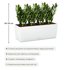 Замиакулькасы в кашпо Lechuza Balconera Color 50_