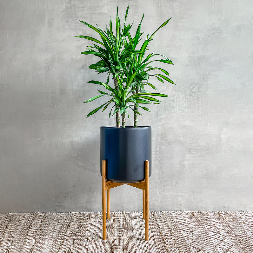 Драцена Рики 3 ствола_1