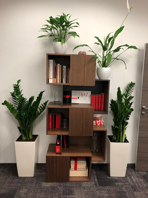 Замиакулькас в кашпо Lechuza Cubico 30_1