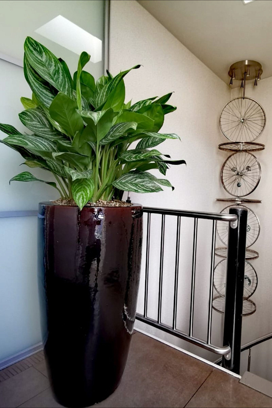 Аглаонема Страйпс_6