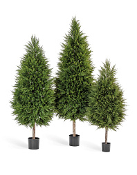 Кипарис Тауэр уличный