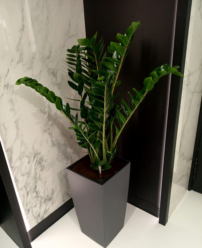 Замиакулькас в кашпо Lechuza Cubico Color 30_