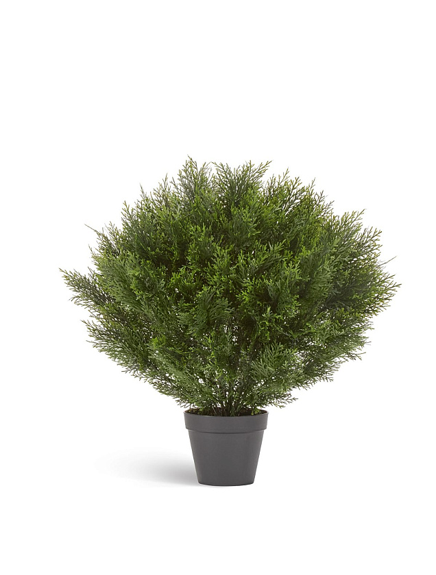 Туя Брабант пушистая шаровидная уличная_3