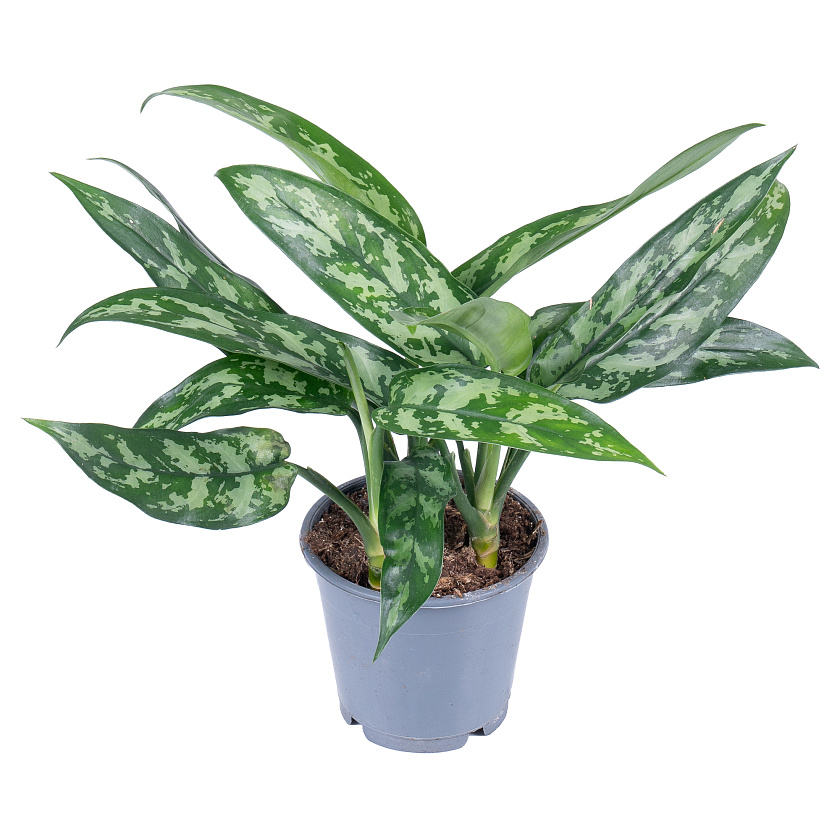 Аглаонема Мария_6