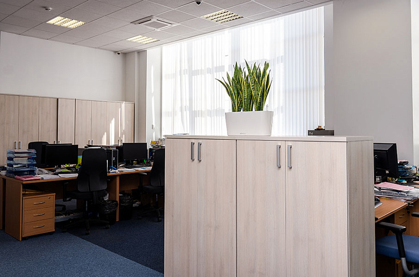 Композиции из Cансевиерий Лауренти в кашпо lechuza Delta 20_3