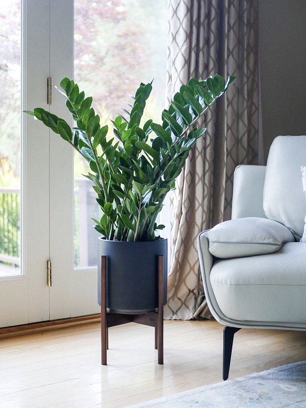 Замиокулькас
_9