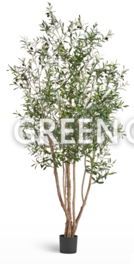 Олива Вайлд с плодами - Фото 1