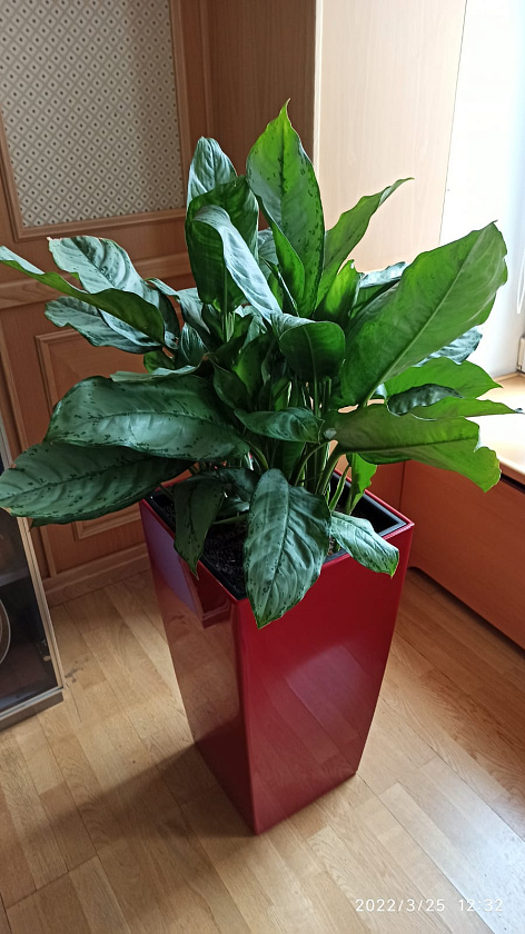 Аглаонема Фридман в кашпо Lechuza Cubico 30_2