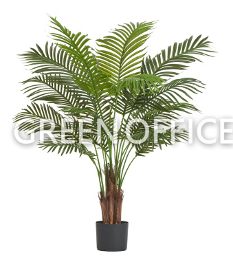 Пальма Арека Хризалидокарпус New (Sensitive Botanic) - Фото 1