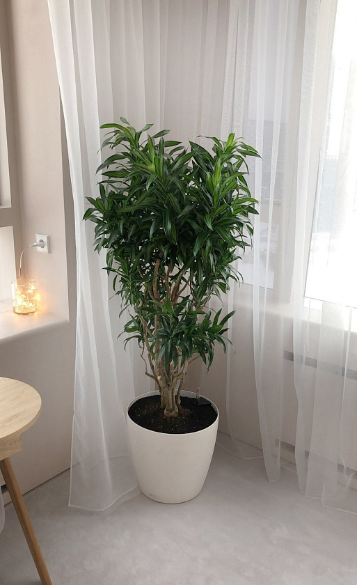 Драцена Песня Ямайки_5