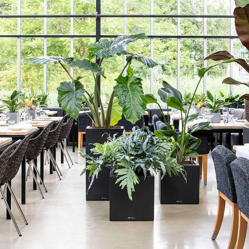 КАШПО Лечуза Канто Стоун низкий (графитовый черный)_