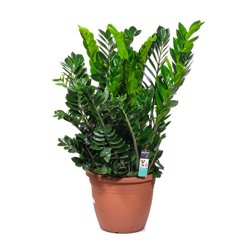 Замиокулькас
_3