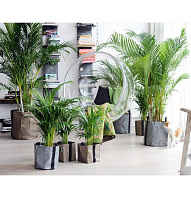 Арека_5