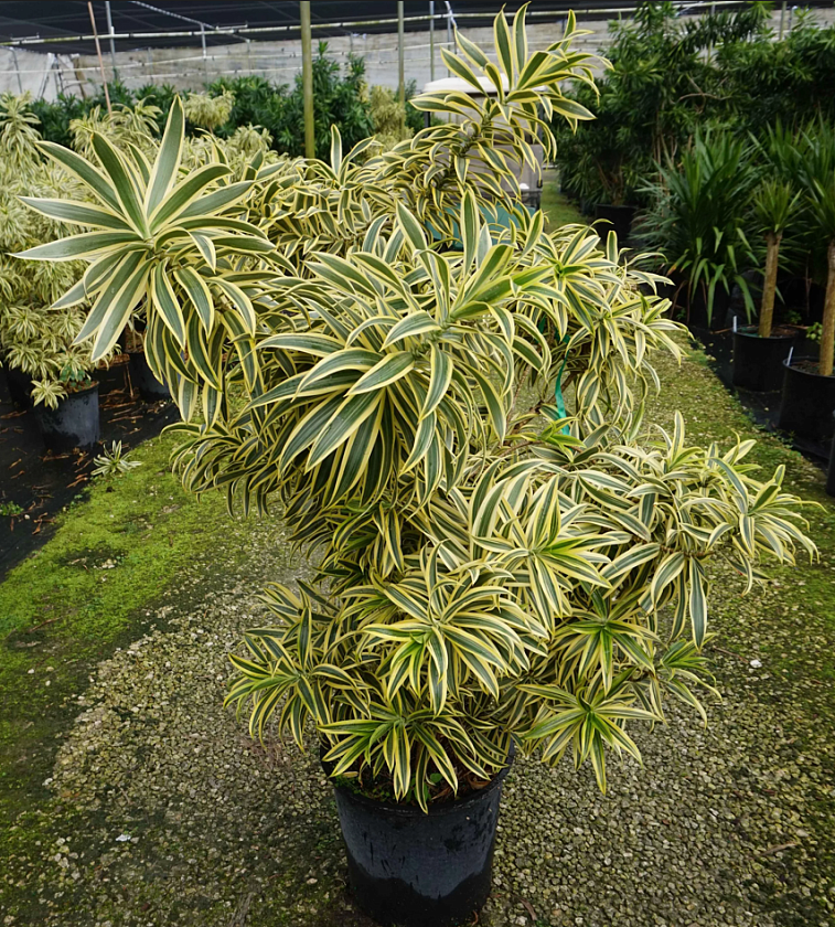 Драцена Песня Индии_5