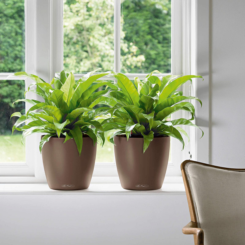 Кашпо Лечуза Классико Колор (мускат)_1