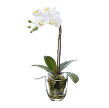 Орхидея Фаленопсис белая (иск.) с мхом, корнями, землёй 40см