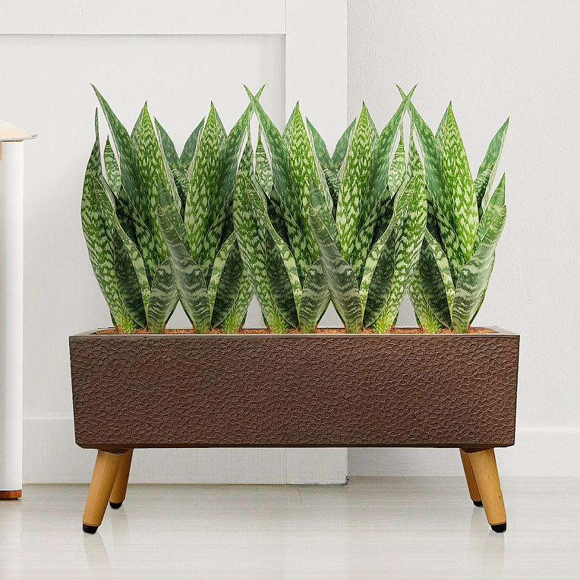 Кашпо Урбан Прямоугольное с подставкой кофе_