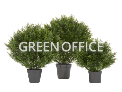 Туя Брабант пушистая шаровидная уличная - Фото 1