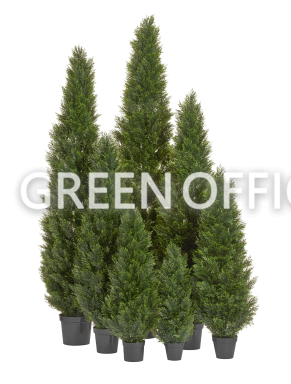 Туя Брабант пушистая уличная - Фото 8