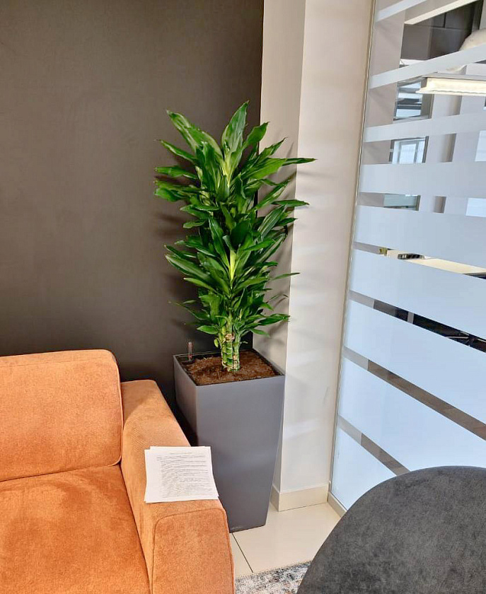 Драцена Джанет Линд бранч в кашпо Lechuza Cubico COLOR 30_