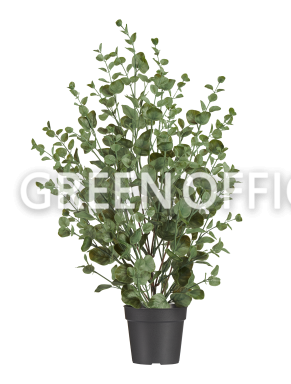 Эвкалипт куст припылённо-зелёный - Фото 2