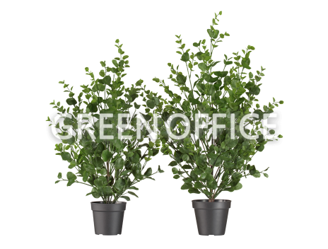 Эвкалипт куст зелёный - Фото 1