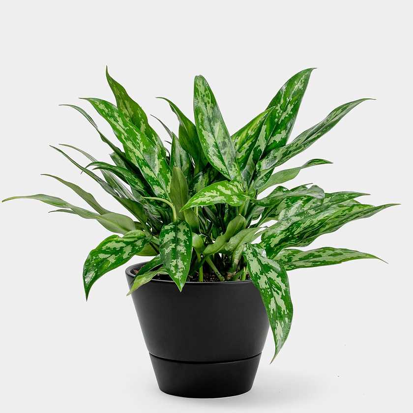 Аглаонема Мария_7