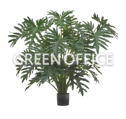 Филодендрон Селло Лардж куст - Фото 1