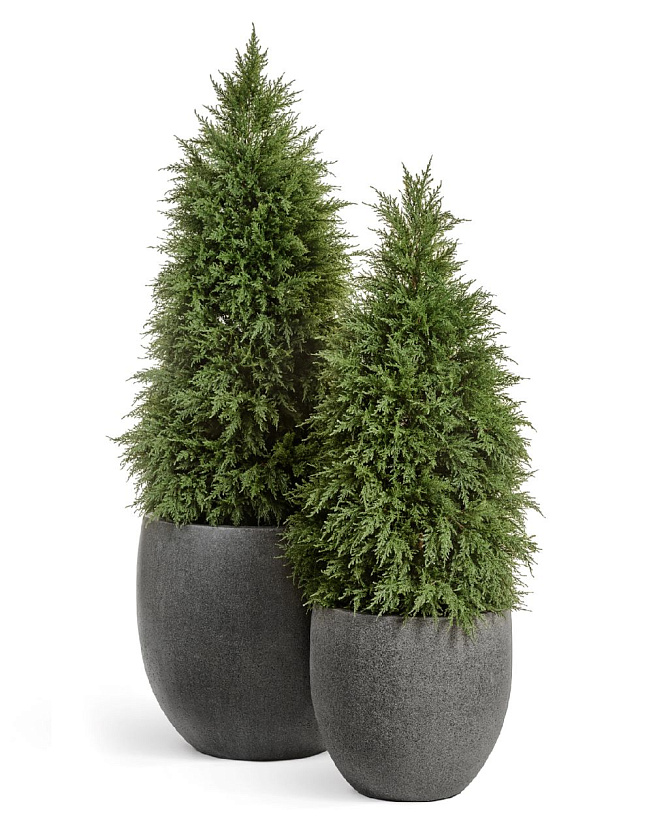 Кипарис Тауэр уличный_3